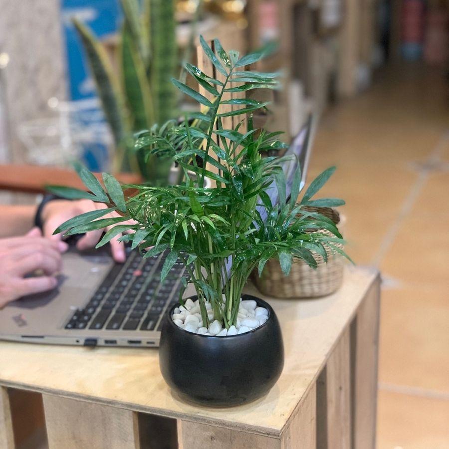 Alternative view of Cây Cau Tiểu Trâm