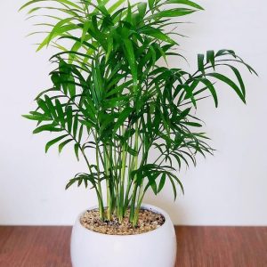 Cây Cau Tiểu Trâm