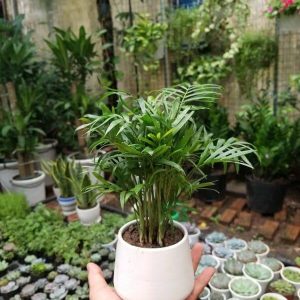 cay cau tieu tram de ban 3