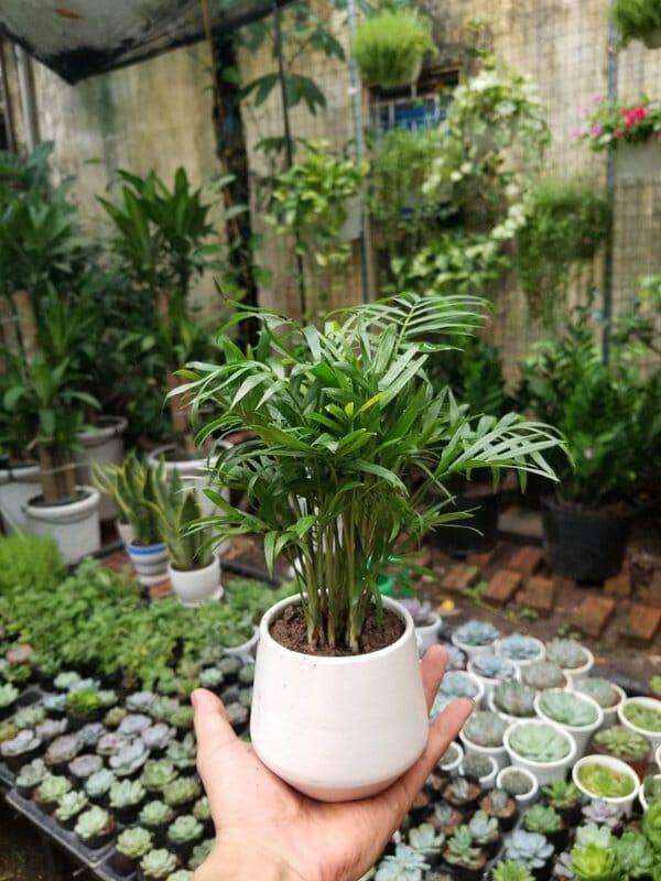 cay cau tieu tram de ban 3