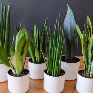 cay luoi ho co may loai 7 loai duoc yeu thich tai viet nam 19306 67e0d2fe922ad