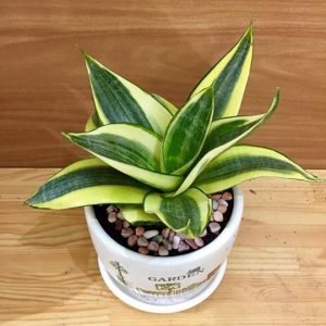 cay luoi ho de ban 5