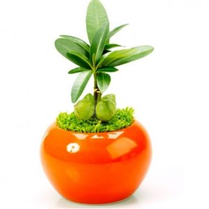 cay may man1 560x560 1