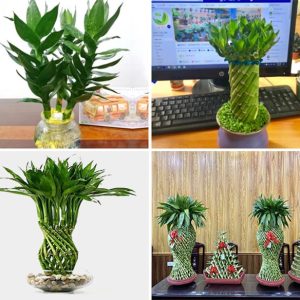 Alternative view of Cây Phát Lộc