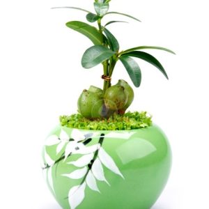 Alternative view of Cây tài lộc