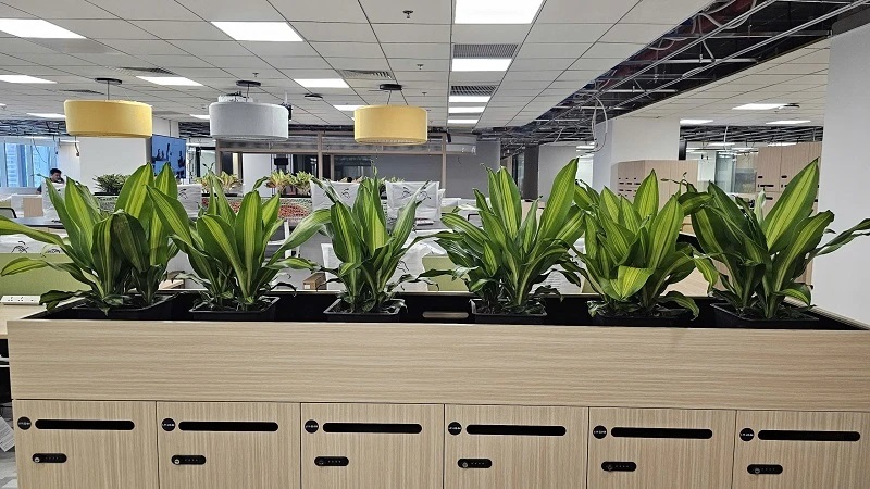 kham pha cach cham soc cay canh van phong dung cach