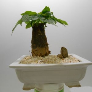 kim ngan de ban2 1024x768 2