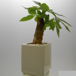 kim ngan de ban4 1024x768 2