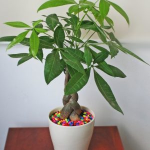 Alternative view of Cây kim ngân