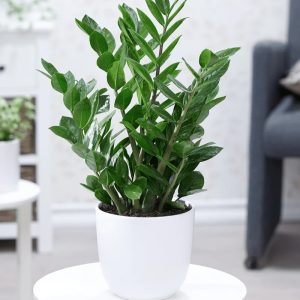 Cây Kim Tiền để bàn