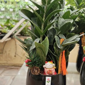 Alternative view of Cây Kim Tiền để bàn