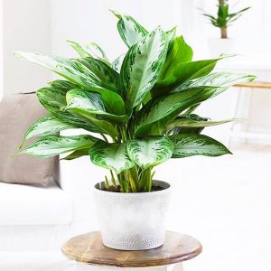 Alternative view of Cây Bạch Mã Hoàng Tử