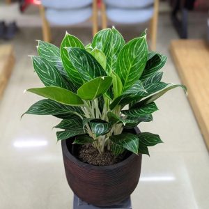 cay bach ma hoang tu de ban 5