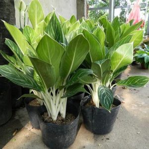 cay bach ma hoang tu de ban 6