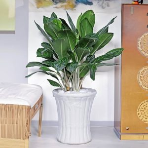 cay bach ma hoang tu de ban 7