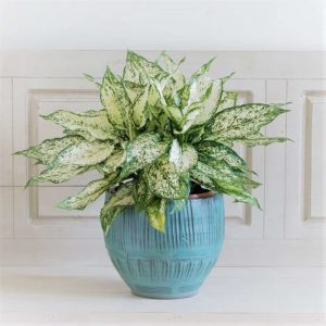 cay ngoc ngan de ban 1