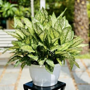 cay ngoc ngan de ban 2