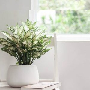 Alternative view of Cây Ngọc Ngân để bàn