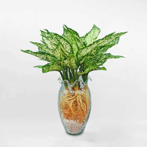 cay ngoc ngan de ban 4