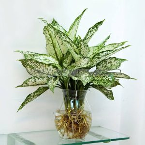 Cây Ngọc Ngân để bàn