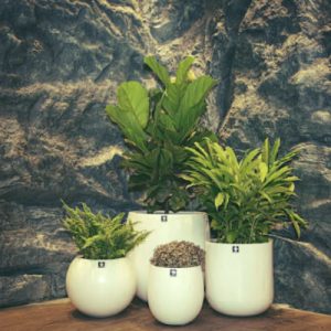 Alternative view of Chậu Composite