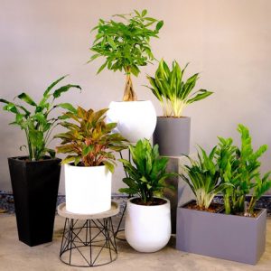 chau trong ban cong composite