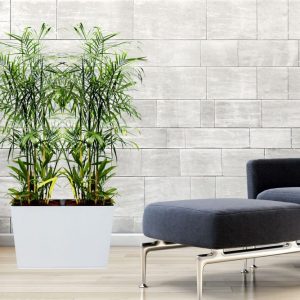 Chậu gỗ trồng cây THÔNG MINH tự tưới 2 khoang vát đáy | GWL – 221B